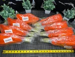 10 Sets! Bulk Lot- Jfg Racing Orange Motorcycle Aluminum Universal Hand Guards. Fixed Price $155.00.